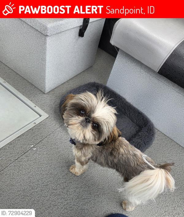 Lost Female Dog last seen Colburn Culver, Sandpoint, ID 83864
