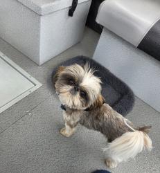 Lost Female Dog last seen Colburn Culver, Sandpoint, ID 83864
