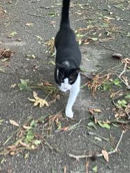 Lost Female Cat last seen williams, old st augustine woods, chaires , Tallahassee, FL 32311