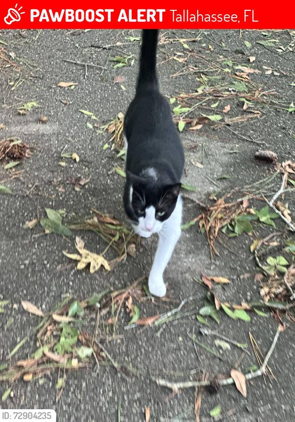 Lost Female Cat last seen williams, old st augustine woods, chaires , Tallahassee, FL 32311