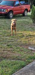 Found/Stray Male Dog last seen Rankin mill rd Hines Chapel rd, Greensboro, NC 27405