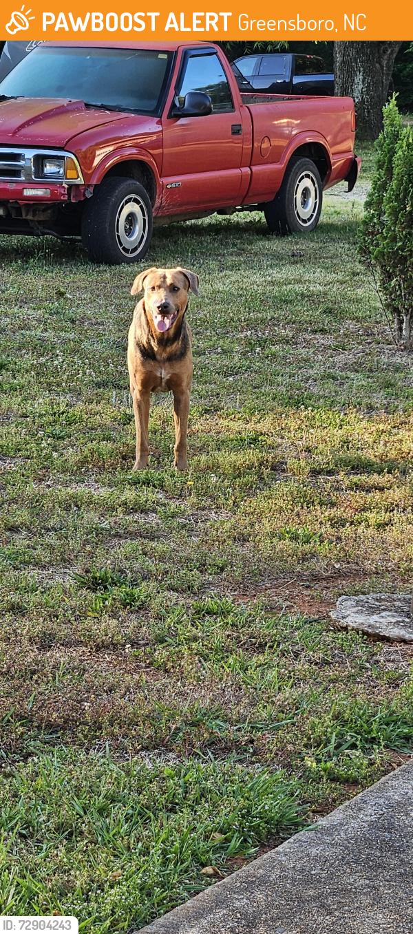 Found/Stray Male Dog last seen Rankin mill rd Hines Chapel rd, Greensboro, NC 27405