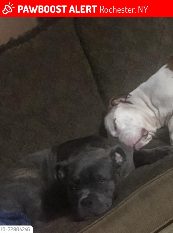 Lost Male Dog last seen Bay and Webster , Rochester, NY 14609