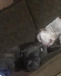Lost Male Dog last seen Bay and Webster , Rochester, NY 14609