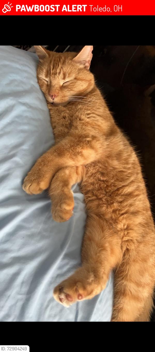 Lost Male Cat last seen Oasis apmts behind Reynolds Corner Library, Toledo, OH 43615