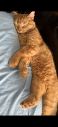 Lost Male Cat last seen Oasis apmts behind Reynolds Corner Library, Toledo, OH 43615