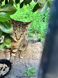 Found/Stray Male Cat last seen Ave M & E 19th St, Brooklyn, NY 11230