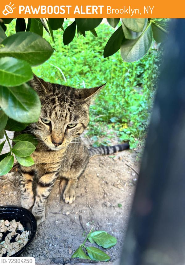 Found/Stray Male Cat last seen Ave M & E 19th St, Brooklyn, NY 11230