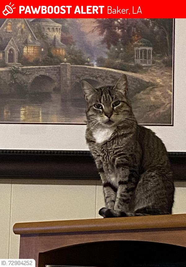 Lost Female Cat last seen Harding/ Johnson Baker, Baker, LA 70714
