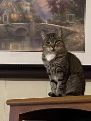 Lost Female Cat last seen Harding/ Johnson Baker, Baker, LA 70714