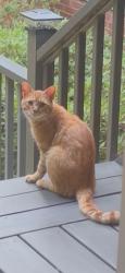 Reunited Unknown Cat last seen Near Wiley Park Dr, Greensboro, NC 27407, USA, Greensboro, NC 27407