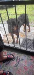 Found/Stray Unknown Dog last seen Claudette road, Memphis, TN 38118