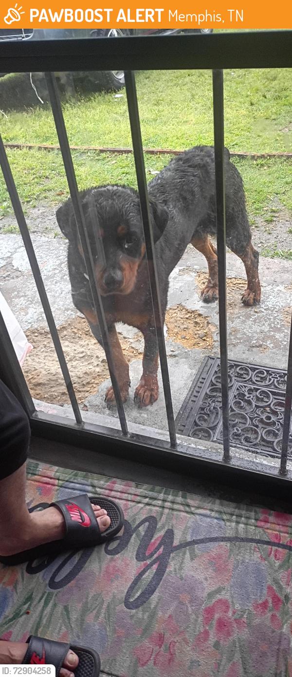 Found/Stray Unknown Dog last seen Claudette road, Memphis, TN 38118