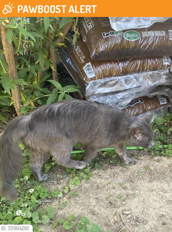 Found/Stray Unknown Cat last seen Casper and Bentley, Montgomery County, MD 20895