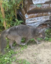 Found/Stray Unknown Cat last seen Casper and Bentley, Montgomery County, MD 20895