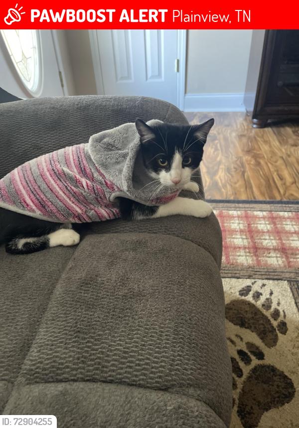Lost Male Cat last seen Tazewell Pk, Plainview, TN 37721