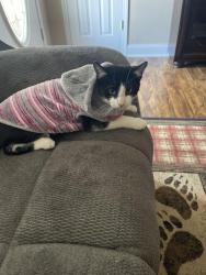 Lost Male Cat last seen Tazewell Pk, Plainview, TN 37721