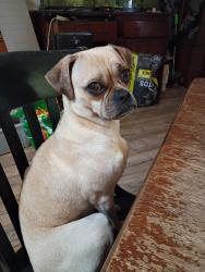 Reunited Female Dog last seen Terminal loop rd, McQueeney, TX 78123