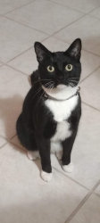 Lost Male Cat last seen IL 25 and Barlett Road, South Elgin, IL 60177
