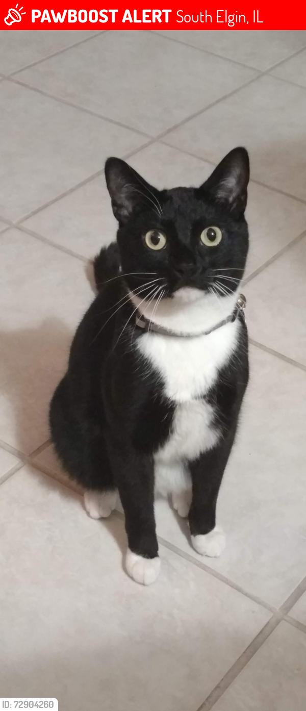 Lost Male Cat last seen IL 25 and Barlett Road, South Elgin, IL 60177