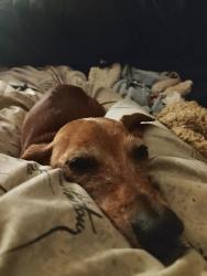 Lost Female Dog last seen Buffalo and Turner, Cleburne, TX 76033