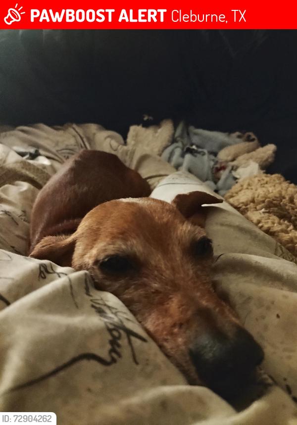 Lost Female Dog last seen Buffalo and Turner, Cleburne, TX 76033
