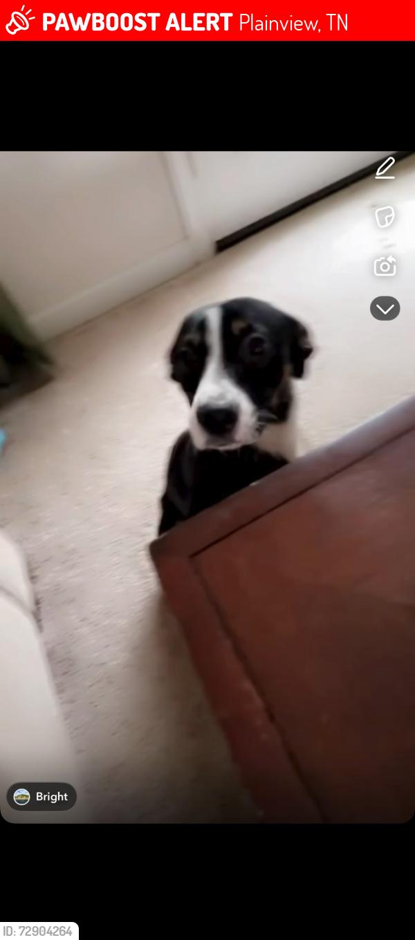 Lost Female Dog last seen Tazewell Pk, Plainview, TN 37721