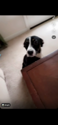 Lost Female Dog last seen Tazewell Pk, Plainview, TN 37721