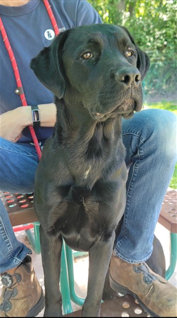 Shelter Stray Male Dog last seen WENTZVILLE, St. Peters, MO 63376