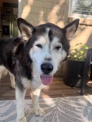 Shelter Stray Male Dog last seen CHARLOTTE, Charlotte, NC 28217
