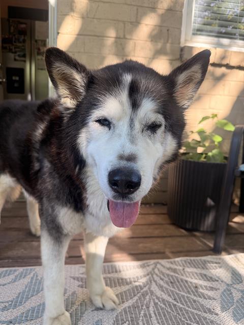 Shelter Stray Male Dog last seen CHARLOTTE, Charlotte, NC 28217
