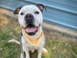 Shelter Stray Male Dog last seen CHARLOTTE, Charlotte, NC 28217