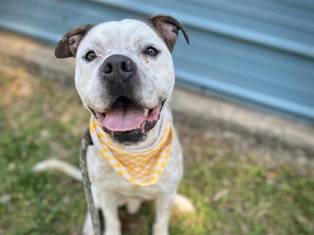 Shelter Stray Male Dog last seen CHARLOTTE, 8315 Byrum Dr, Charlotte, NC 28217, USA