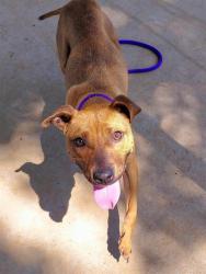 Shelter Stray Female Dog last seen CHARLOTTE, Charlotte, NC 28217