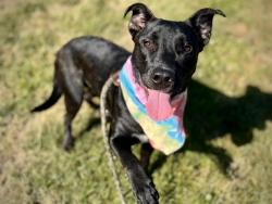 Shelter Stray Male Dog last seen CHARLOTTE, Charlotte, NC 28217
