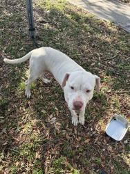 Shelter Stray Female Dog last seen Near BLOCK SW 271ST TER, Doral, FL 33122