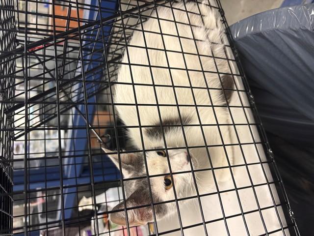 Shelter Stray Female Cat last seen Near BLOCK NE 21 AVE, Doral, FL 33122