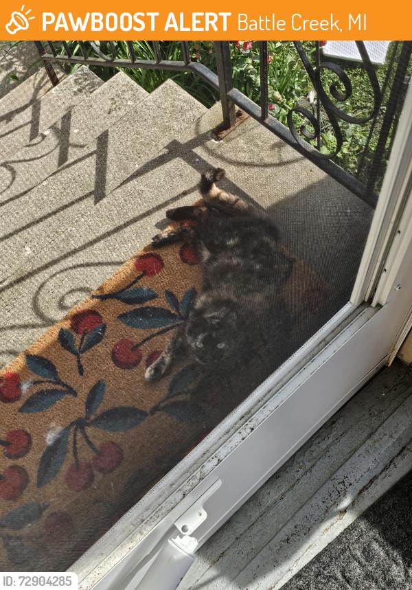 Found/Stray Female Cat last seen Sanderson St and Bryant St, Battle Creek, MI 49017
