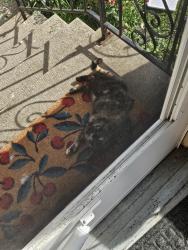 Found/Stray Female Cat last seen Sanderson St and Bryant St, Battle Creek, MI 49017