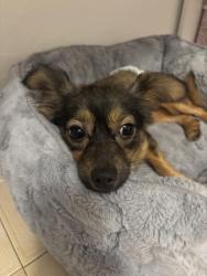 Lost Male Dog last seen 10th st and 4th ave, Miami, FL 33130