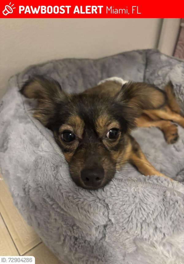 Lost Male Dog last seen 10th st and 4th ave, Miami, FL 33130