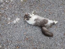 Found/Stray Unknown Cat last seen Persimmon/Sequoyah Road Andersonville, Anderson County, TN 37705