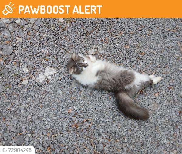 Found/Stray Unknown Cat last seen Persimmon/Sequoyah Road Andersonville, Anderson County, TN 37705