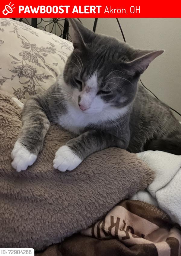 Lost Male Cat last seen Glenway Drive in Akron Ohio, near Newton Street, Akron, OH 44305