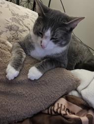 Lost Male Cat last seen Glenway Drive in Akron Ohio, near Newton Street, Akron, OH 44305