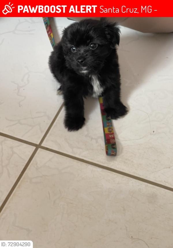 Lost Male Dog last seen Rua iapu 174, Santa Cruz, MG 35300-199