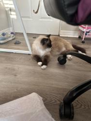 Reunited Female Cat last seen Near needles drive, Orlando, FL 32810