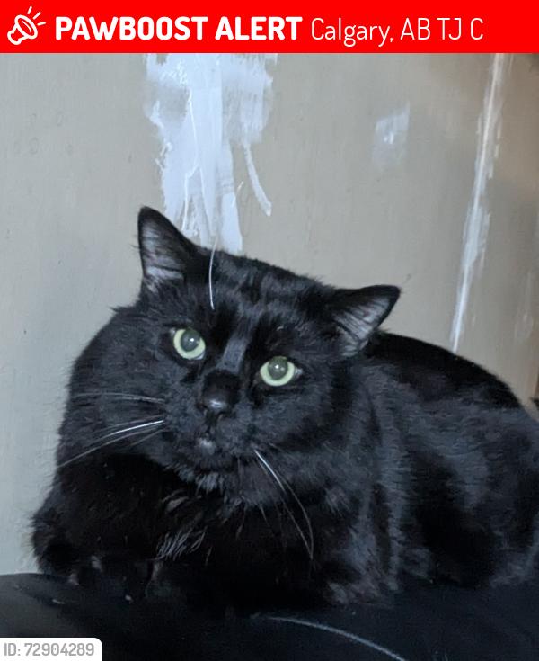 Lost Male Cat last seen Archwood Road South East, Calgary, AB T2J 1C2