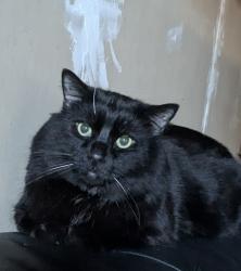 Lost Male Cat last seen Archwood Road South East , Calgary, AB T2J 1C2