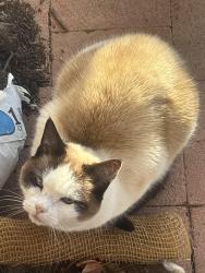Reunited Female Cat last seen Pecos and Cooper, Chandler, AZ 85225